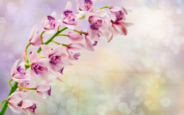 Картинка цветы орхидеи ветка орхидея orchid flowers
