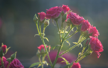 Картинка цветы розы бутоны розочки роза ветка