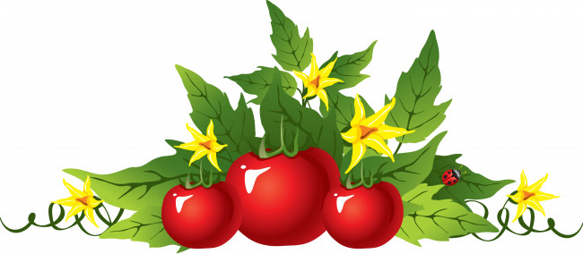 Обои картинки фото векторная графика, еда , food, листья, помидор, цветы, фон, божья, коровка