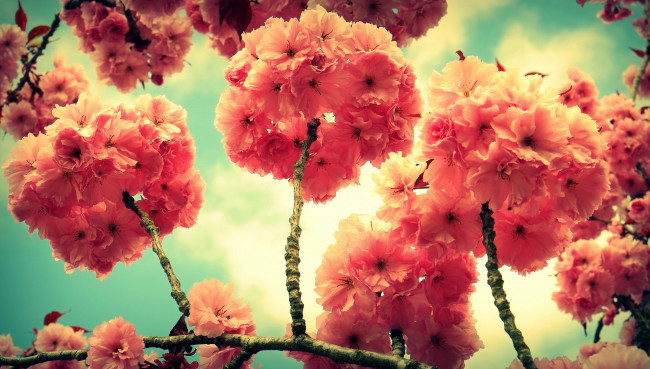 Обои картинки фото цветы, сакура,  вишня, весна, ветка, дерево