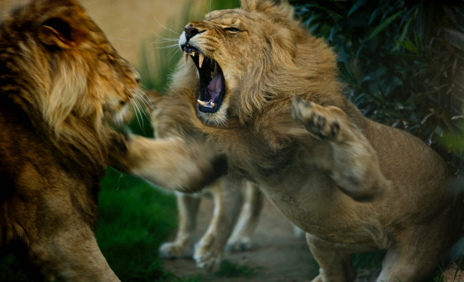 Обои картинки фото животные, львы, злюка, царь, зверей, лев, разборки