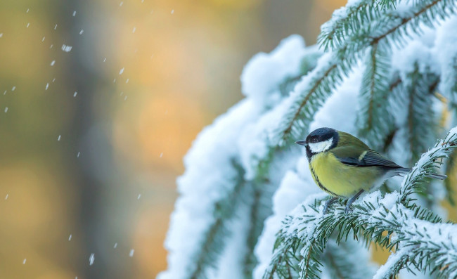 Обои картинки фото животные, синицы,  лазоревки, ель, зима, птица, синица, дерево, снег