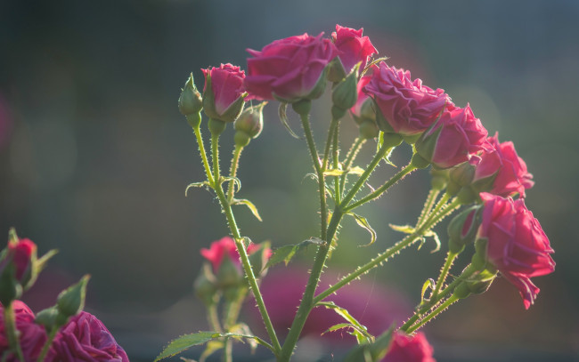 Обои картинки фото цветы, розы, бутоны, розочки, роза, ветка