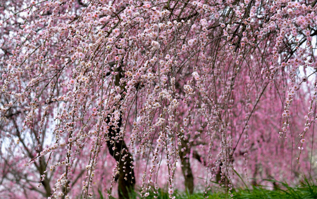 Обои картинки фото цветы, сакура,  вишня, цветение, ветки, деревья, вишня, весна, сад