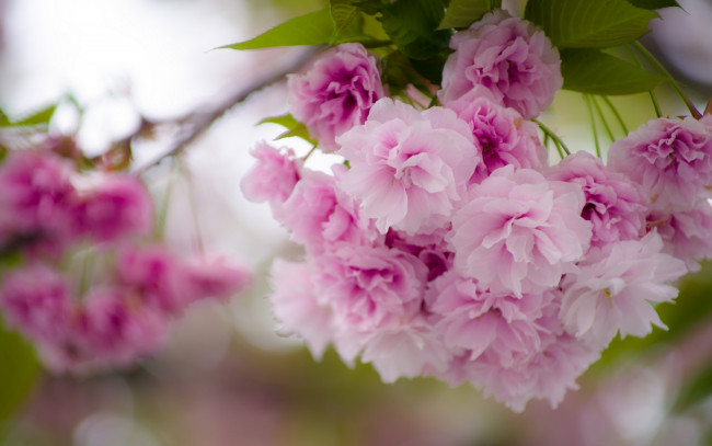 Обои картинки фото цветы, сакура,  вишня, цветки, ветка, вишня, макро, весна, цветение