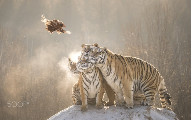 Обои картинки фото животные, тигры, полёт, добыча, молодые