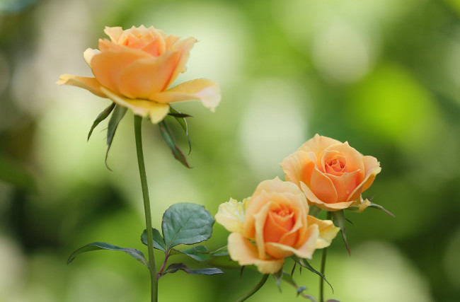 Обои картинки фото цветы, розы, blossoms, leaves, petals, bud, лепестки, листья, цветение, rose, бутон, роза