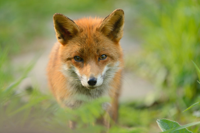 Обои картинки фото животные, лисы, хищник, рыжая, лиса