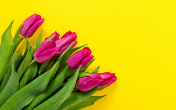 Картинка цветы тюльпаны colorful fresh flowers spring букет yellow purple tulips
