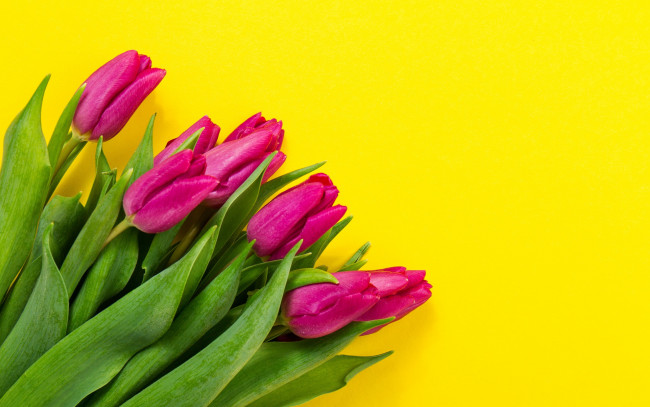 Обои картинки фото цветы, тюльпаны, colorful, fresh, flowers, spring, букет, yellow, purple, tulips