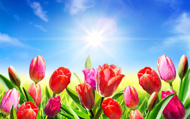 Обои картинки фото цветы, тюльпаны, солнце, sky, капли, роса, spring, meadow, небо, весна, fresh, flowers, colorul, tulips, pink, sunlight