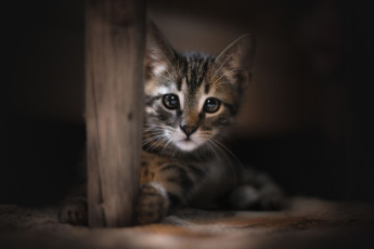 Картинка пушистик животные коты котёнок комочек шерсти няшное существо да и лучший друг человека мур мяу