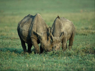 обоя носорог, животные, носороги
