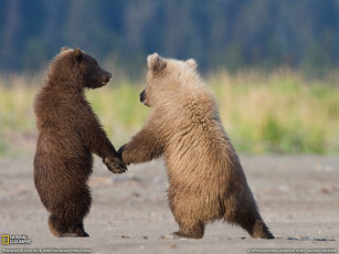 обоя животные, медведи