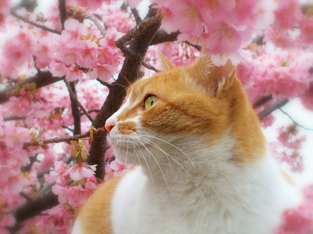 Обои картинки фото животные, коты, кот, кошка, дерево, цветы