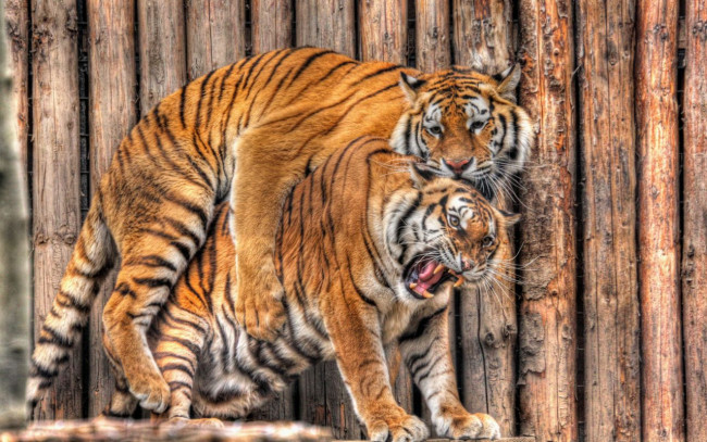 Обои картинки фото может, это, любовь, животные, тигры