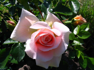 Картинка автор danaka цветы розы кремовый