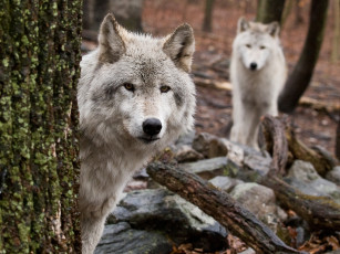 Картинка животные волки дерево