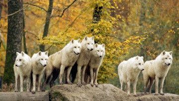 Картинка животные волки лес стая
