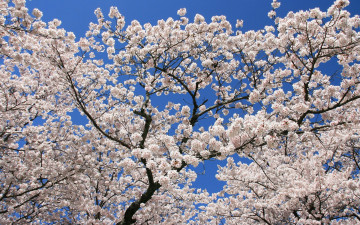 Картинка цветы сакура вишня ветки небо