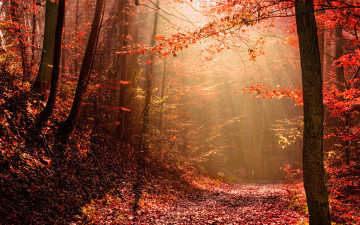 Картинка природа лес свет осень
