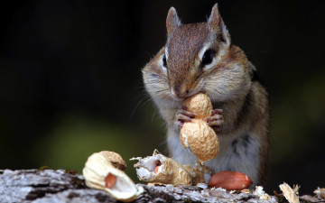 Картинка животные бурундуки арахис орехи