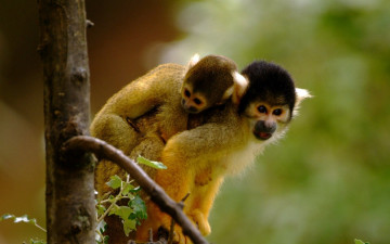 Картинка животные обезьяны джунгли саймири беличья обезьяна