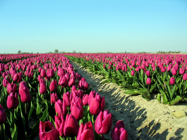 Обои картинки фото цветы, тюльпаны, поле