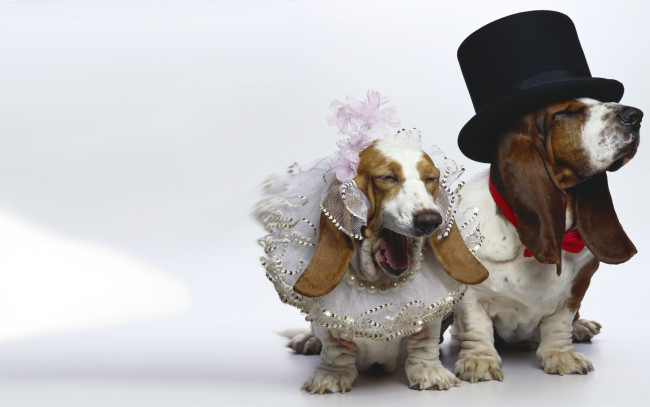 Обои картинки фото животные, собаки, невеста, бассет-хаунд, жених
