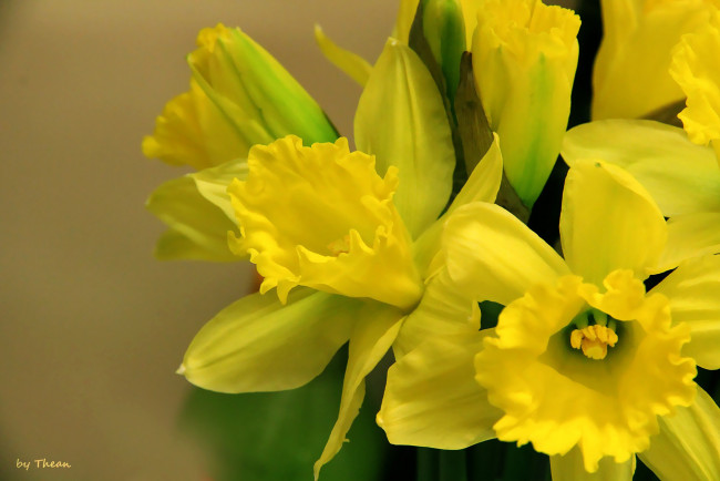 Обои картинки фото автор, thean, цветы, нарциссы, желтый