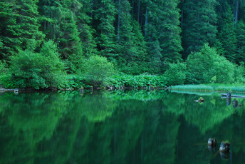 Картинка природа реки озера лес отражение водоем зелень кусты лето