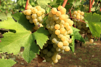 Картинка природа Ягоды виноград гроздья лоза