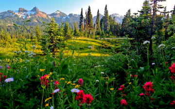 Картинка природа луга трава горы луг деревья цветы