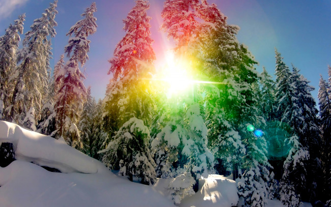 Обои картинки фото snow, rainbow, природа, зима, снег, ели, солнце, сияние