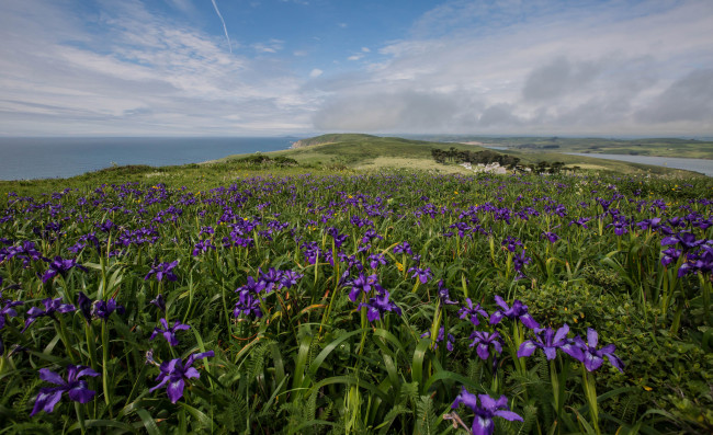 Обои картинки фото природа, побережье, трава, цветы