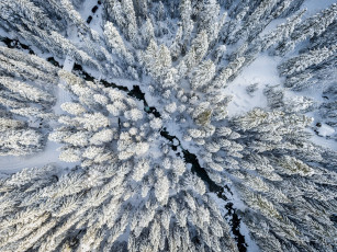 Картинка природа зима лес снег вид сверху