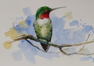 Картинка рисованное животные +птицы обыкновенный архилохус клюв акварель птица колибри