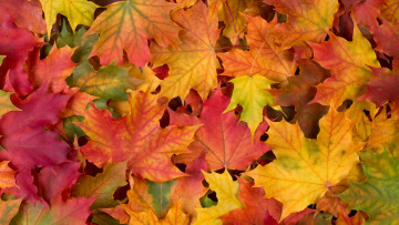 Картинка природа листья autumn leaves осенние