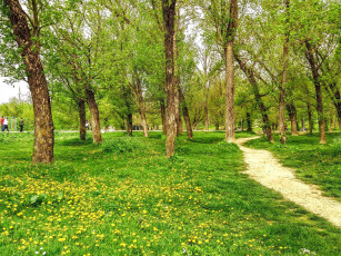 Картинка природа парк весна тропинка одуванчики