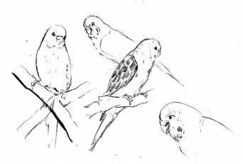 Картинка рисованное животные +птицы +попугаи попугаи волнистые набросок