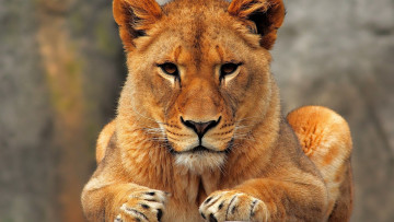 Картинка животные львы лев взгляд