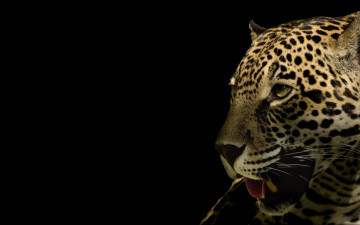 обоя животные, Ягуары, леопард, обои, тёмный, фон, ягуар