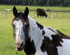 Картинка животные лошади луг лошадь трава лето