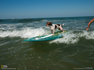Картинка животные собаки собака доска волны