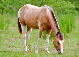 Картинка животные лошади луг лето трава лошадь