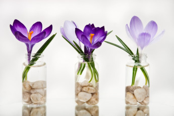 Картинка цветы крокусы бутылки камни