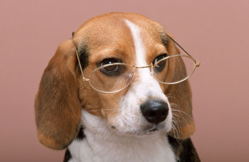 Картинка животные собаки очки