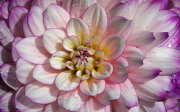 Картинка цветы георгины лепестки