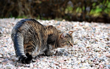 Картинка животные коты камни кот