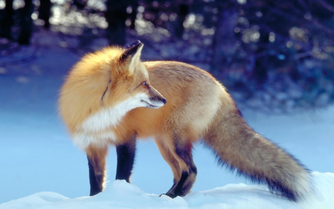 Обои картинки фото животные, лисы, лисица, зима
